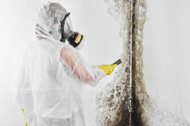 Best Attic Mold Removal  in Foster City, CA