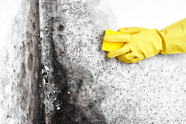 Best Certified Mold Removal  in Foster City, CA