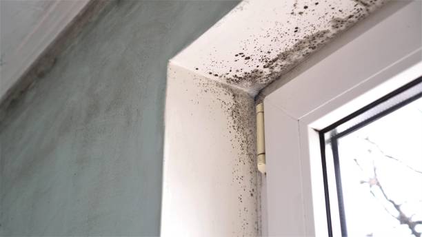 Crawl Space Mold Removal in Foster City, CA