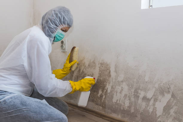 Best Commercial Mold Removal  in Foster City, CA