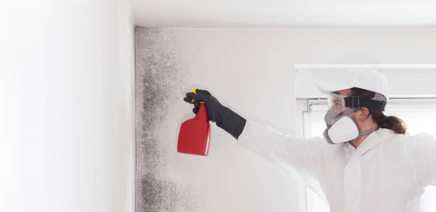 Best Black Mold Removal  in Foster City, CA