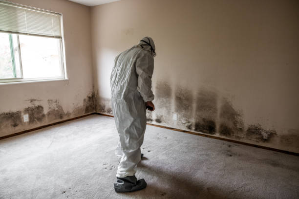 Best Office Mold Removal Services  in Foster City, CA