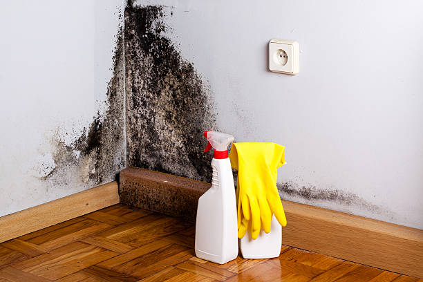 Best Local Mold Removal Service  in Foster City, CA