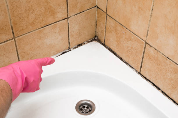 Best Same-Day Mold Removal  in Foster City, CA