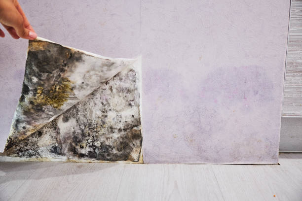 Best Toxic Mold Removal  in Foster City, CA